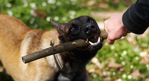 Personal Injury - Dog Bites