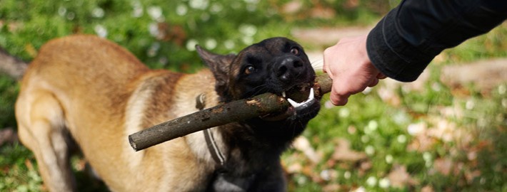 Personal Injury - Dog Bites